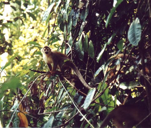 a squirrel monkey