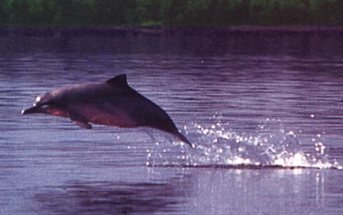 an Amazon dolphin